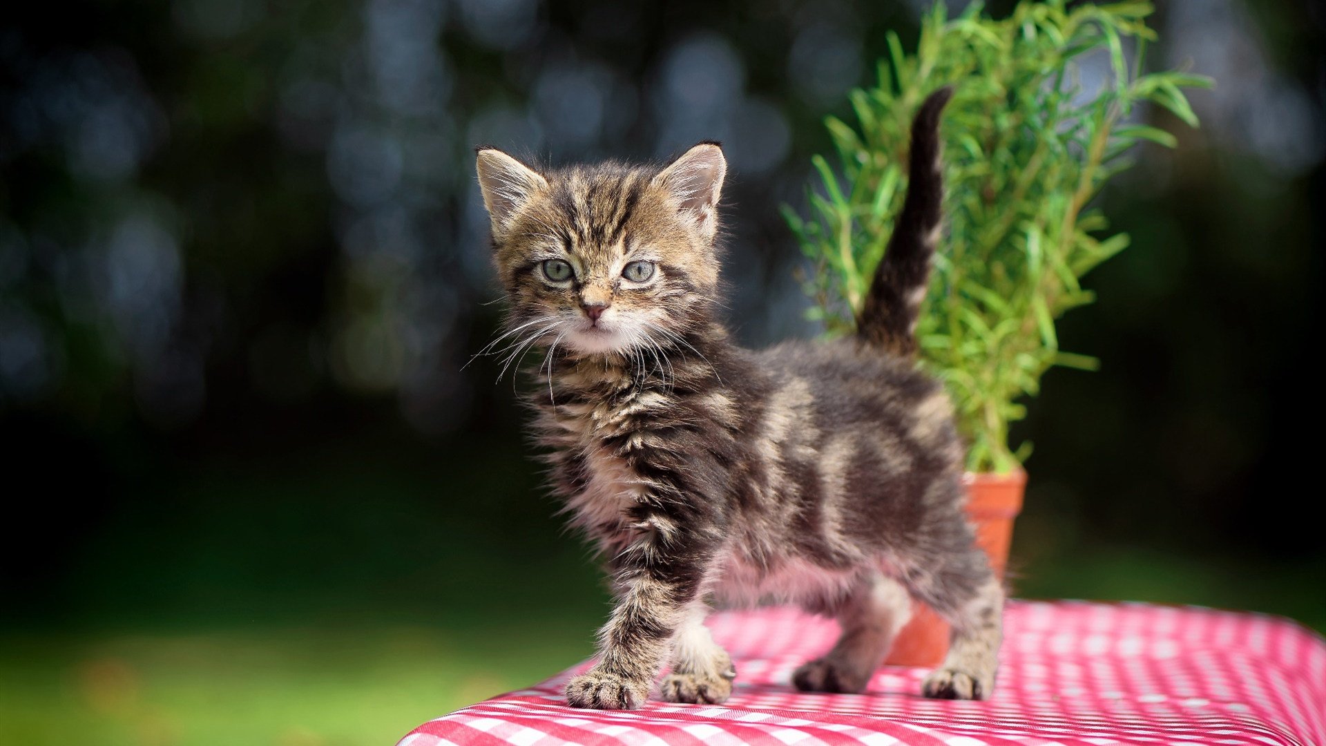 末节定乾坤，凯尔特人总决赛焦点战力克广厦队