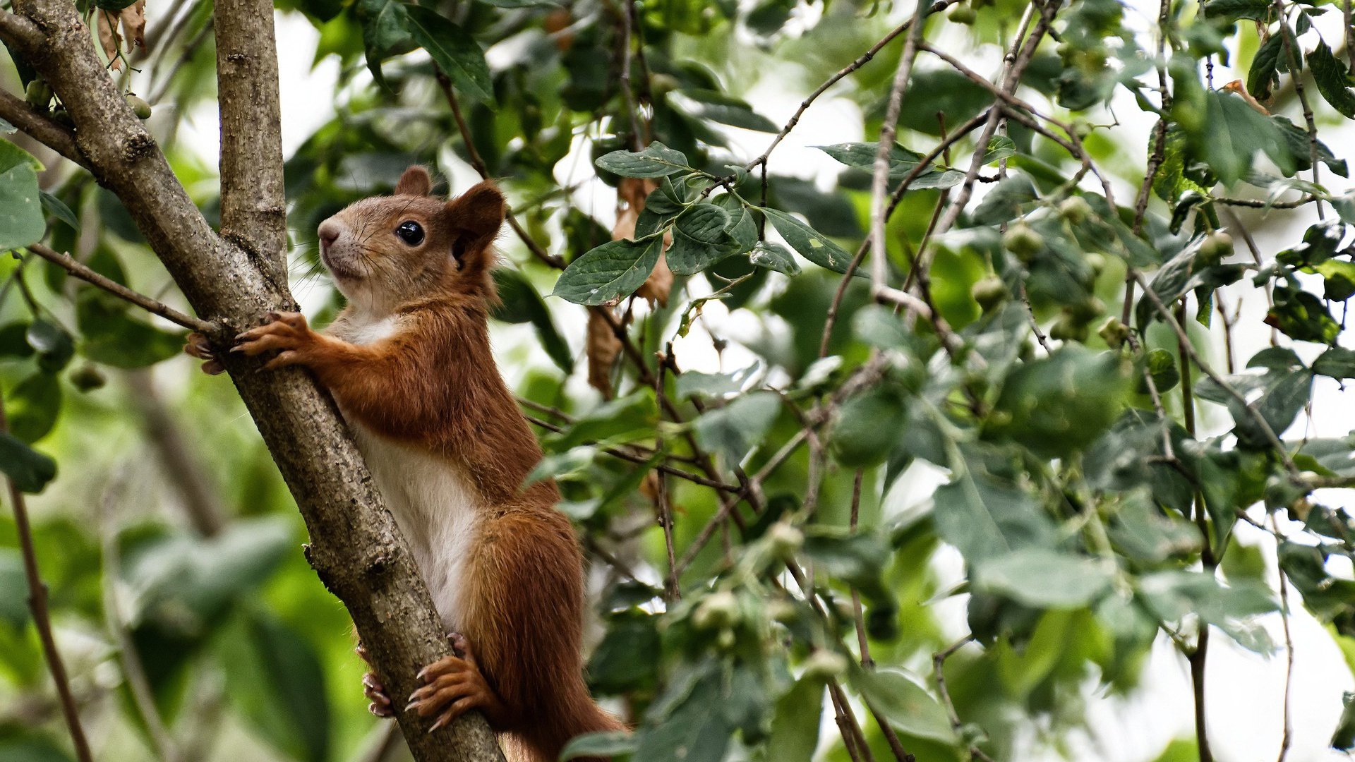 破茧，东决关键战之夜，塔图姆在重压下的双重证明