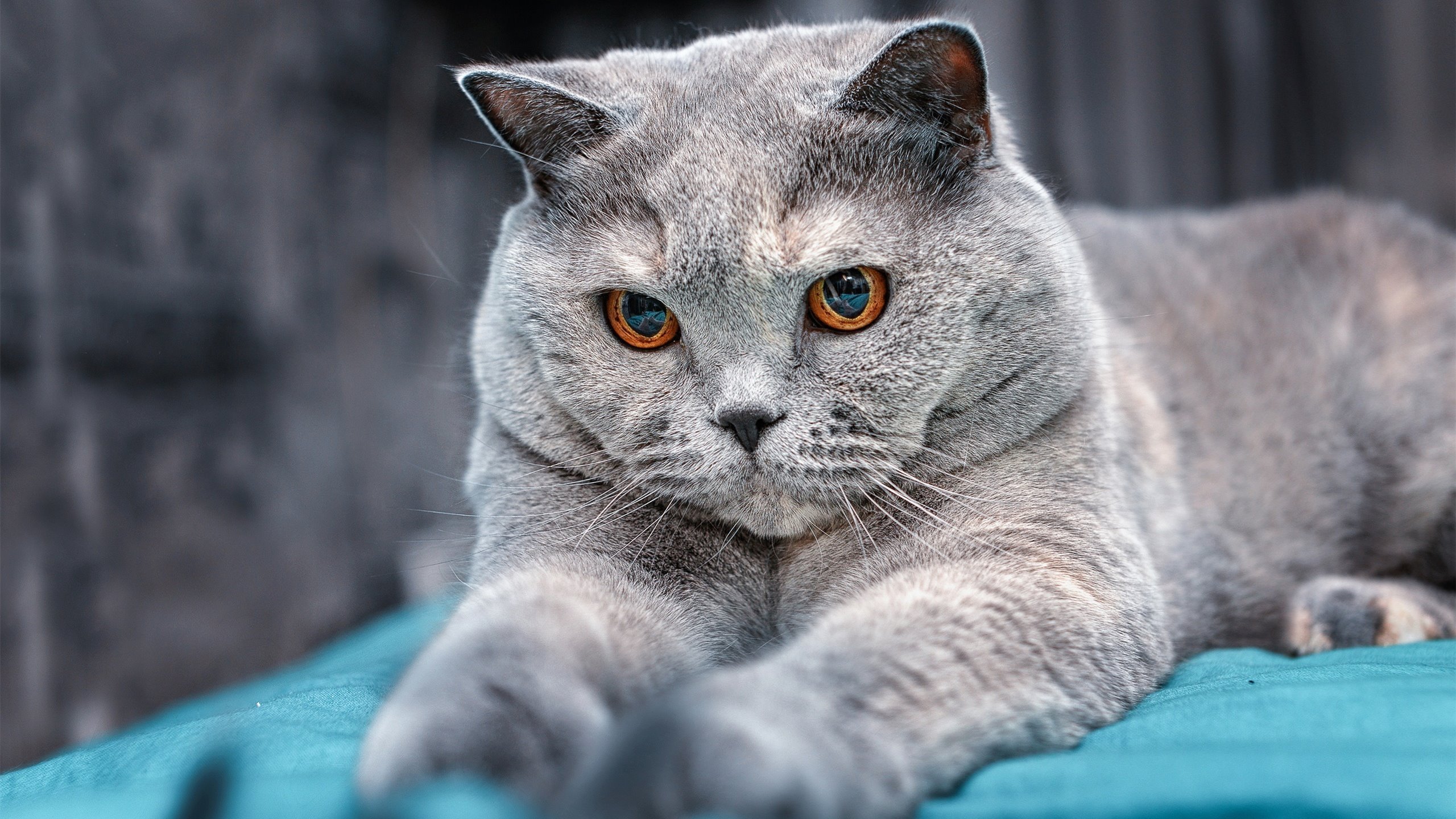 白色雕塑与红魔心脏，奥利维耶的双面统治艺术