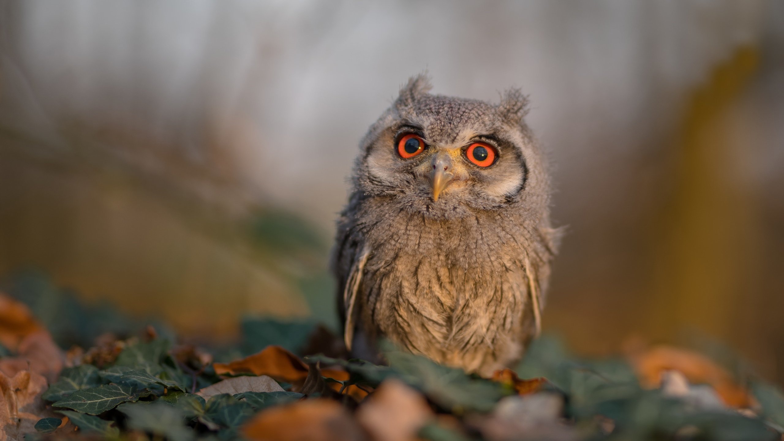 友谊赛也疯狂！拉梅洛创三分纪录之夜，上海男篮惊天翻盘马刺