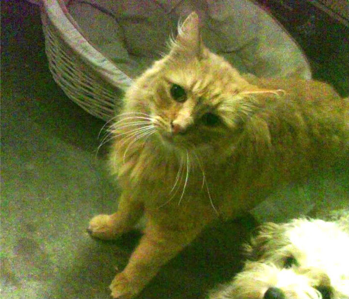 欧冠半决赛焦点战，葡萄牙劲旅血拼沙特黑马，东方与西方的绿茵对决