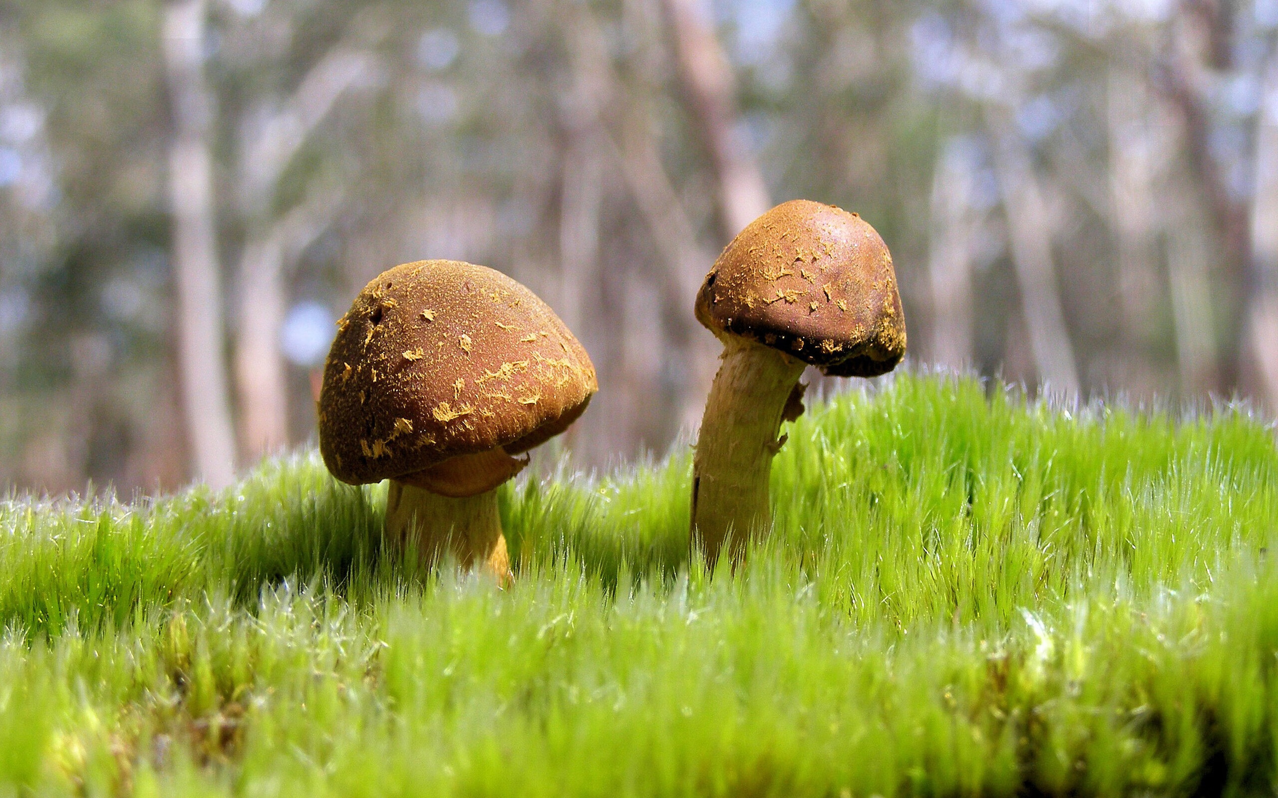 当终场哨与引擎轰鸣共振,坎特的双重统治日 从足球加时绝杀到F1赛道领跑,一场关于掌控力的跨界寓言