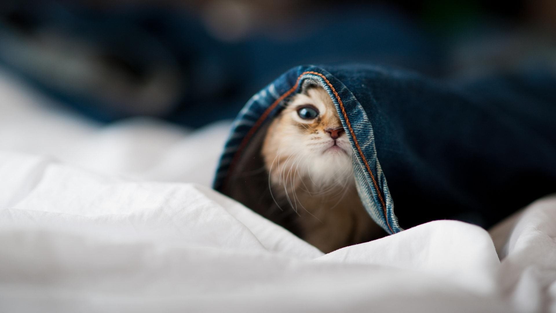 暗夜逐光,当拉文在上海队的夜空划开一道缺口