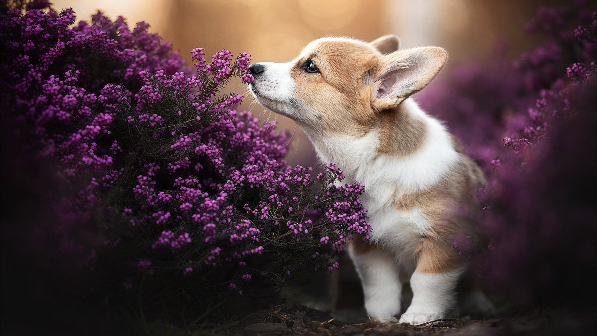 霜刃破冰,恩比德硬仗封神夜,奇才的唯一性胜利