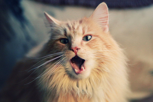 极速轰鸣与肌肉碰撞,当F1揭幕战遇上浙江队冲垮猛龙