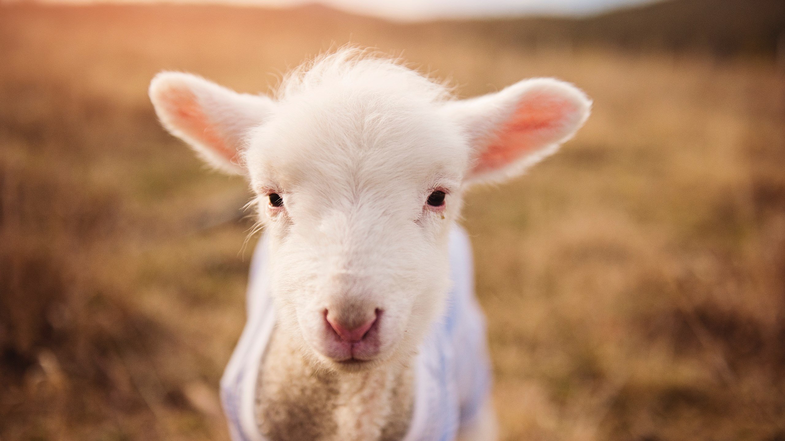 加勒比飓风席卷法兰西,布雷默帽子戏法击沉马赛!
