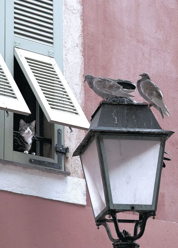 魔笛指挥，利剑出鞘，迪巴拉撕裂巴拉圭防线，克罗地亚高效踏平南美劲旅