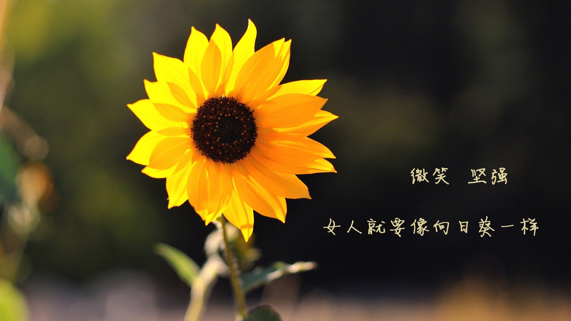 跨越体育的战术交响，美加墨世界杯焦点战与魔术队连续得分波的共通智慧