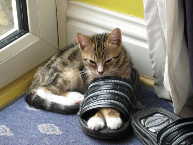 凯恩独行突尼斯,当关键先生逆天改命时,悬念早已被巴萨杀死