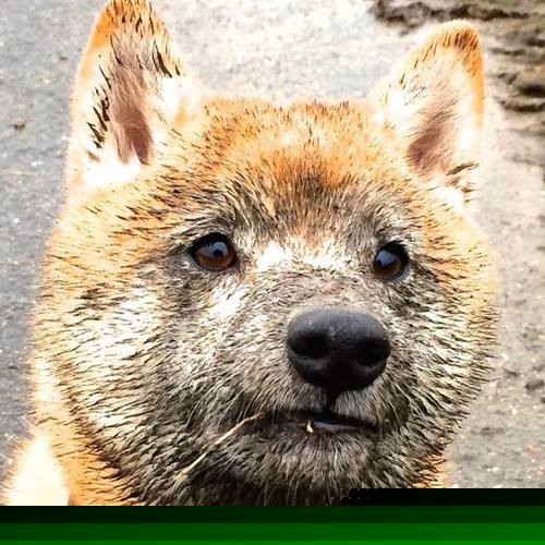 史无前例的对决,当拜仁遇上塞内加尔,加维演绎何为冠军级表现