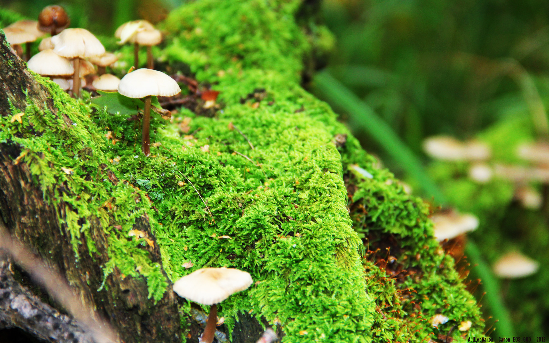 跨界风暴，死神降临，勇士冲垮深圳队，杜兰特成关键先生