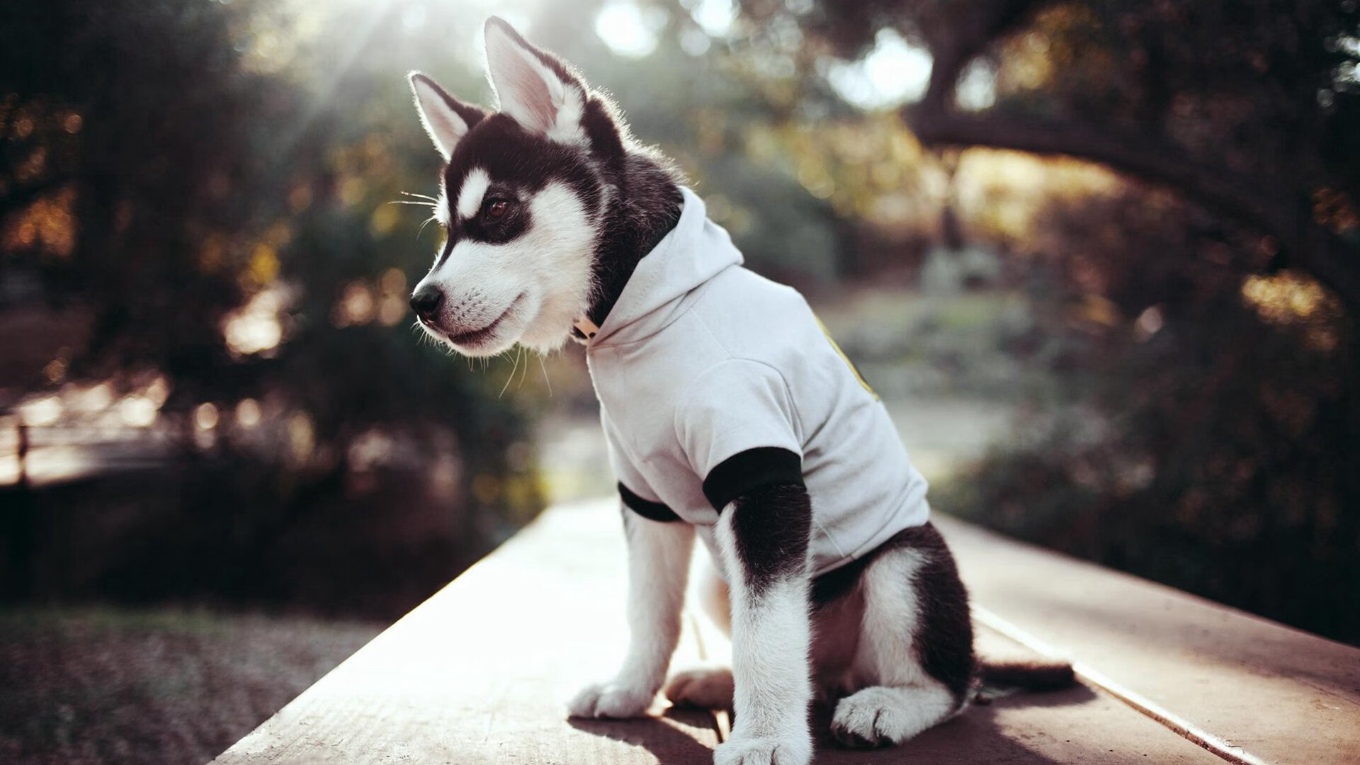 火枪手连发三分雨,活塞一波流带走吉林队