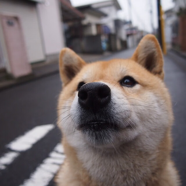 冰雪淬炼王者,当伦纳德的沉默在吉林寒风中炸响