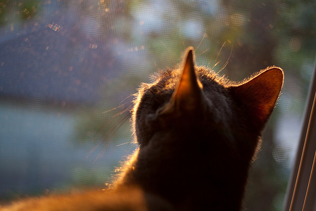 加时鏖战！霍勒迪统治攻防两端，快船险胜上海大鲨鱼队