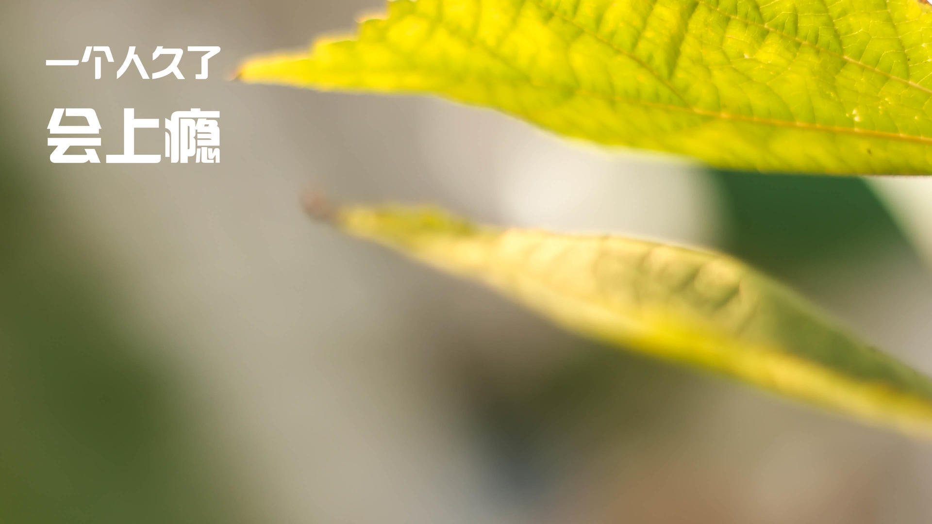 绝境微光，当土耳其与格列兹曼在压力熔炉中锻造非凡