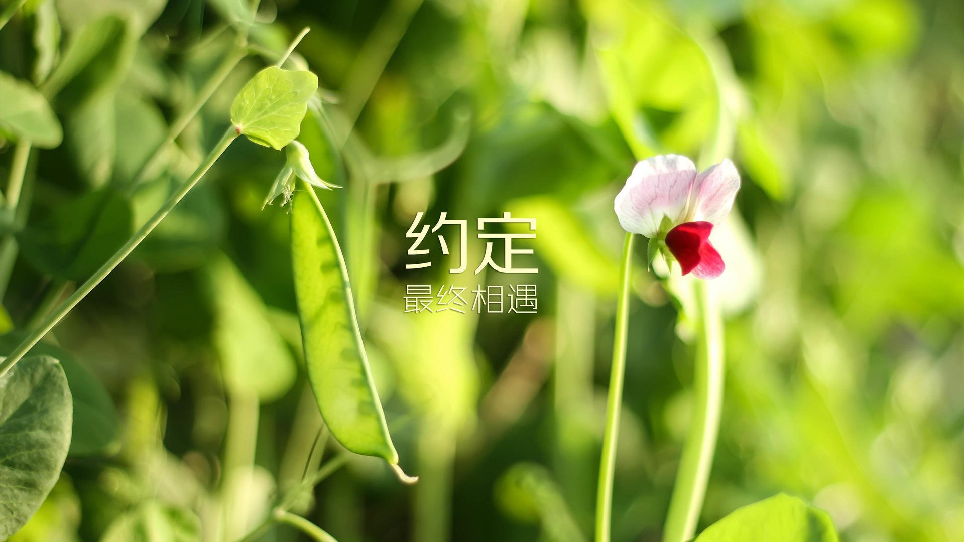 北欧冰刀划破南国热浪，瑞典用节奏霸权演绎最冷门的强强对话，登贝莱成唯一破局者