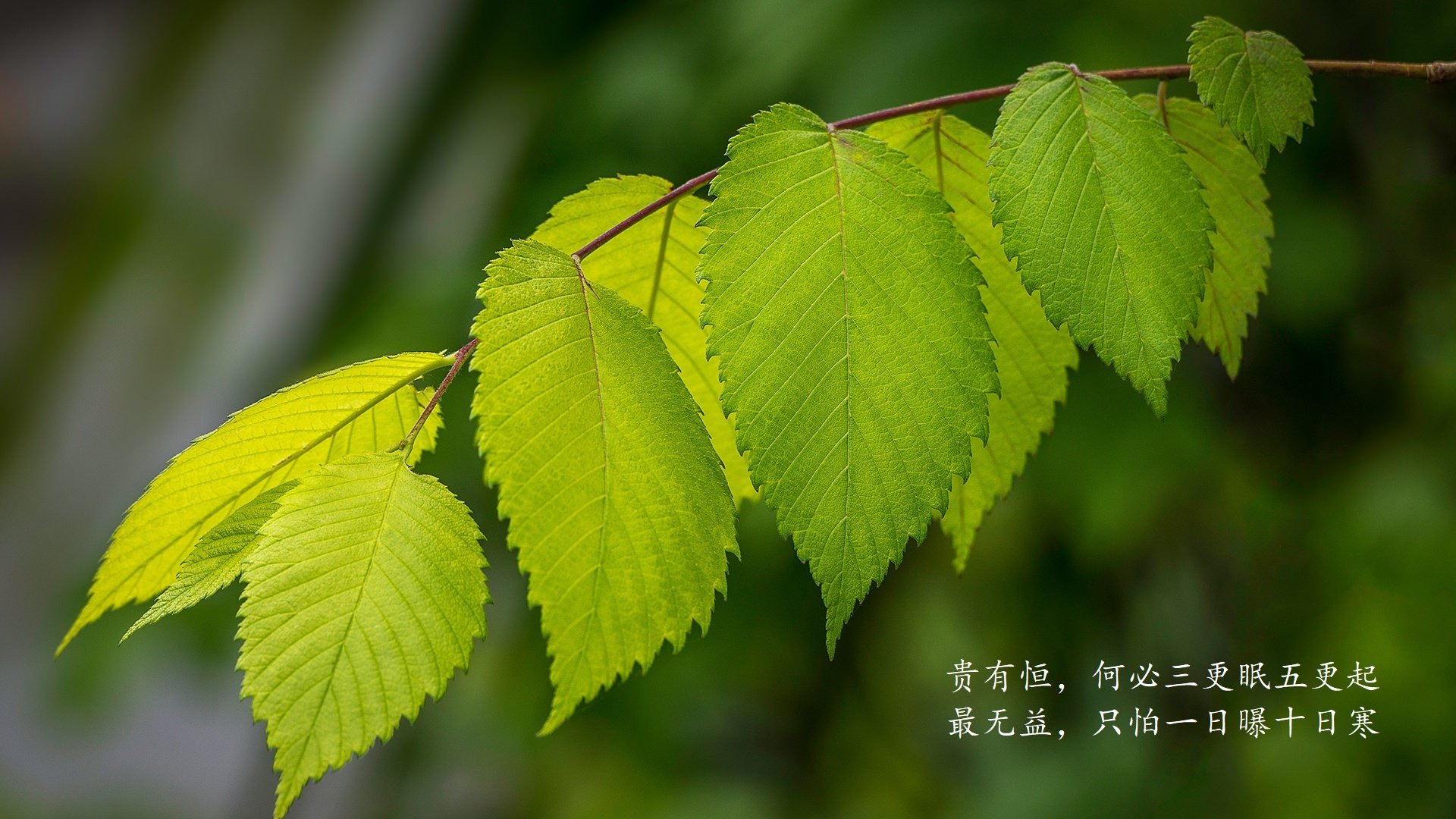 冷雨夜，足坛灵魂的瞬间复苏，2026年世界杯，福登用一生一次的回望，刺穿日本钢铁防线